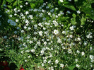 DSC01142 GYPSOPHILA ELEGANS