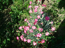 DSC01143 DIANTHUS CARYOPHYLLIUS