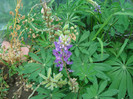 DSC01259 LUPINUS peren