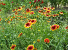 DSCN0010 GAILLARDIA ARISTATA