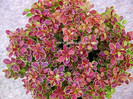 Berberis thunbergii Admiration 25