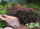 Berberis th Atropurpurea Nana 20