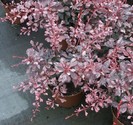 Berberis thunbergii Pink Queen 20