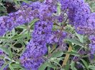 Buddleja davidii Nanho Blue 15
