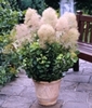 Cotinus cogg Young Lady 25 lei