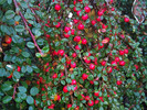 Cotoneaster proc Streibs Findling 15