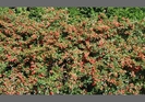 Cotoneaster suec Coral Beauty 15