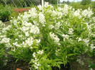 deutzia-nikko 20