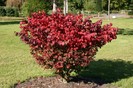 Euonymus alatus Compactus 20