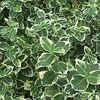 Euonymus fort Emerald Gaiety 15