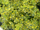 Euonymus forti Emeraldn Gold 15