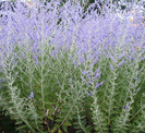 Perovskia atriplicifolia 12