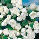 Philadelphus virginal 20