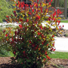 Photinia fraseri little red robin 20