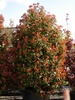 Photinia fraserii red robin 20
