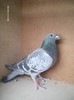 LPIC0641