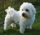 bichon_maltez_08