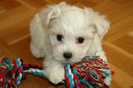 bichon_maltez_12