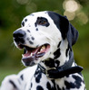 dalmatian_01