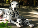 dalmatian_02