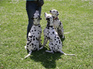 dalmatian_03