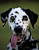 dalmatian_11