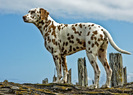 dalmatian_14