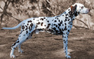 dalmatian_15