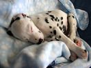 dalmatian_18