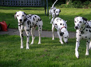 dalmatian_19