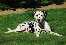 dalmatian_21