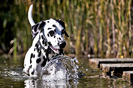dalmatian_25