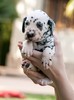 dalmatian_29