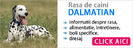 despre_caini_dalmatian
