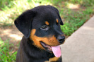rottweiler_03