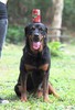 rottweiler_04