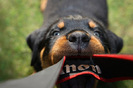 rottweiler_08