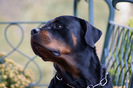 rottweiler_15