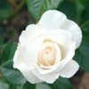 poza-trandafir-alb-150x150