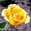 poza-trandafir-galben-150x150