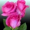 poza-trandafiri-roz-150x150