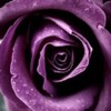 poze-trandafiri_03-150x150