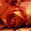 poze-trandafiri_trandafir-de-toamna-150x150
