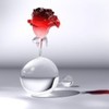 poze-trandafiri-sexy_01-150x150