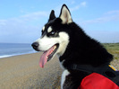 husky_siberian_01