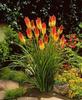 kniphofia northiae