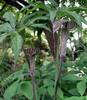 Arisaema consanguineum