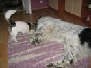 Bruno 054