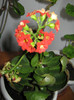 Kalanchoe rosu