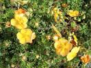 Potentilla fruticosa  tangerine 20